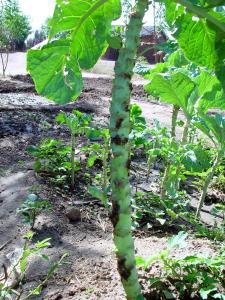 Damage by the cabbage webworm as stemborer on a kale plant