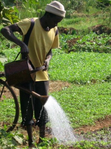 A smallholder farmer watering a kale nursery bed