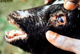 PPR in goat: Pus discharges from nose and eye