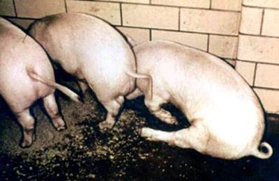 Typical posture of pigs with painful blisters on the feet