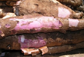 Cassava tuber (purple skin variety) in Nairobi market, Kenya. Ⓒ Adeka et al., 2005.