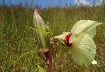Okra flower and bud in Jelo, Ethiopia. Ⓒ Maundu P, 2014