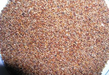 Brown Fingermillet. Ⓒ Foods of Nairobi people, 2001.