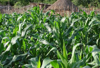 Maize (Zea mays) in Jalo Village, NW Ethiopia. © Maundu, 2014