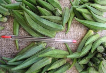 Okra- short okra type in Nairobi Market ,Kenya. Ⓒ Foods of Nairobi people, 2005