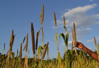 Pearl millet in Tharaka nithi, Kenya. © Maundu, 2003
