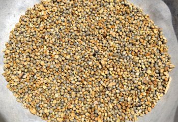 Pearl millet. Ⓒ Foods of the Nairobi people, 2001