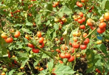 Solanum aethiopicum plant in fruit, Vihiga, Kenya. © Maundu P, 2015