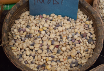 Traditional maize from Western Kenya. © Muia J. 2023
