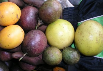 Assorted Passion fruit in Machakos Kenya. © Maundu P, 2006