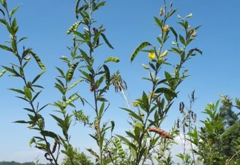 Pigeon pea fruiting branch. © Muia J 2022