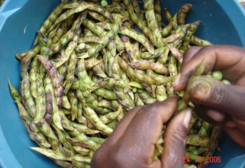 Harvested fresh pods are opened by hand to get the seed @Maundu 2021