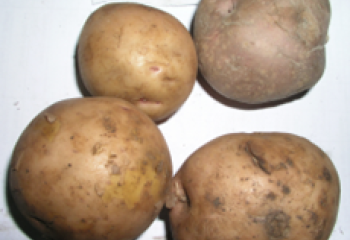 Meru (Mugaruro) type in a Nairobi open market. © Adeka et al., 2006