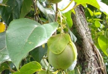 Passiflora maliformis- sweet calabash fruits in Vihiga, West Kenya © Maundu, 2021