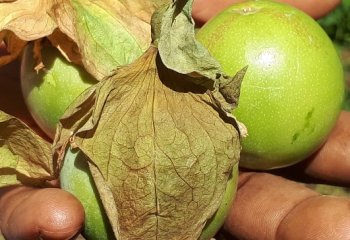 Passiflora maliformis- sweet calabash fruits. Vihiga County, Kenya © Maundu, 2021