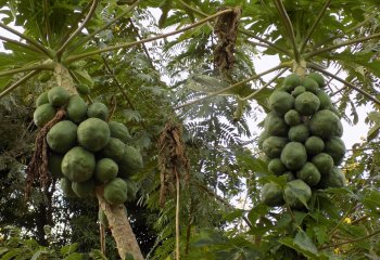 Pawpaw (Carica papaya) tree in Kitui, Kenya. Ⓒ Maundu, 2022