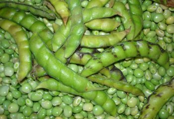 Pigeon pea (Cajanus cajan), pod and fresh seeds. © Maundu, 2006