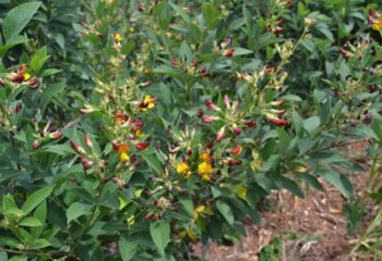 Pigeon pea plant in flower, Kitui, Kenya. Flowers may also be completely yellow. © Maundu, 2021