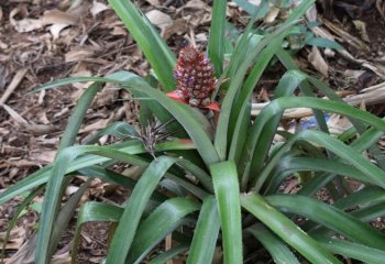 Pineapple foliage. Vihiga, Kenya. © Muia J, 2021