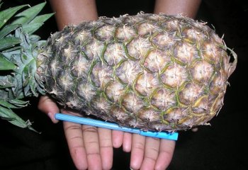 Pineapple from Mbale, Uganda Ⓒ Foods of Nairobi people, 2005
