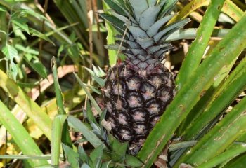 Pineapple fruit ripening. © Muia J, 2021