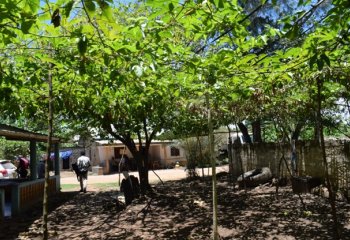 Purple passion fruit made to form a shade over a home compound in Kwale, Kenya. © Maundu, 2023