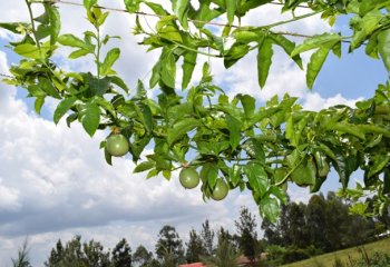 Purple passion fruit trailing over a fence in Vihiga, Kenya. © Maundu, 2022