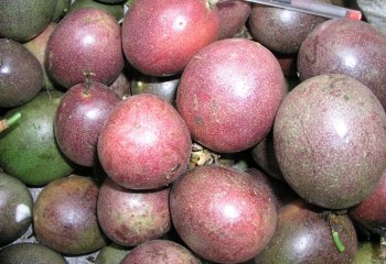 Purple passion fruits, Passiflora edulis forma edulis (purple-red type) in Nairobi market, Kenya Ⓒ Maundu, 2005