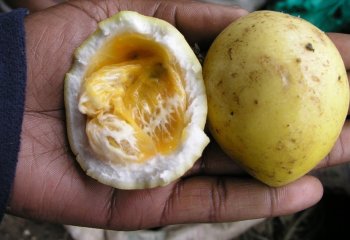 Split yellow passion. Ⓒ Foods of Nairobi people, 2005