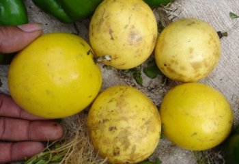 Yellow passion fruit (Passiflora edulis var. flavicarpa) in an open market, Kitui, Kenya. © Maundu 2005