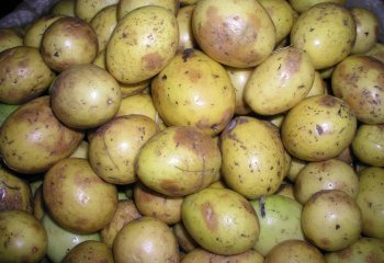 Yellow passion fruits- Cameroon type in Nairobi market, Kenya. Ⓒ Foods of Nairobi people, 2005