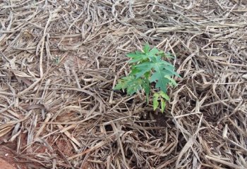 Young pawpaw plant with straw mulch. Benin. © Maundu, 2016