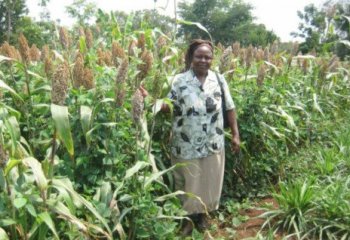 Mrs Alice Odima in her sorghum and maize push-pull plot