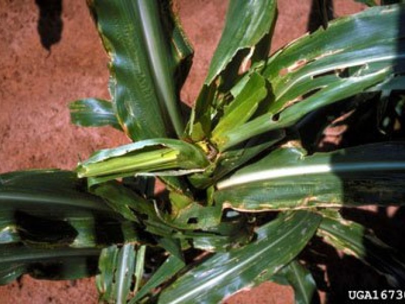 Fall armyworm  (Spodoptera frugiperda) damage on Maize