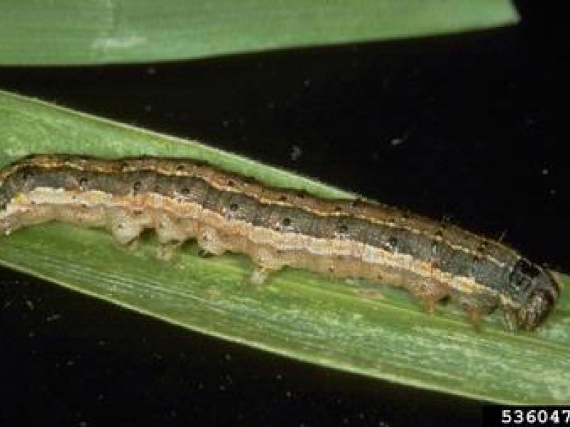 Fall armyworm larva (<i>Spodoptera frugiperda</i>)