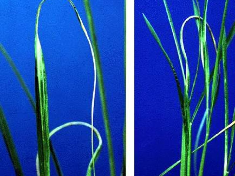 <b>White tip nematode</b><i> (Aphelenchoides besseyi)</i>. Left: Characteristic 'white tip' symptom on rice leaf. Right: Necrotic patches and crinkled rice leaves.
