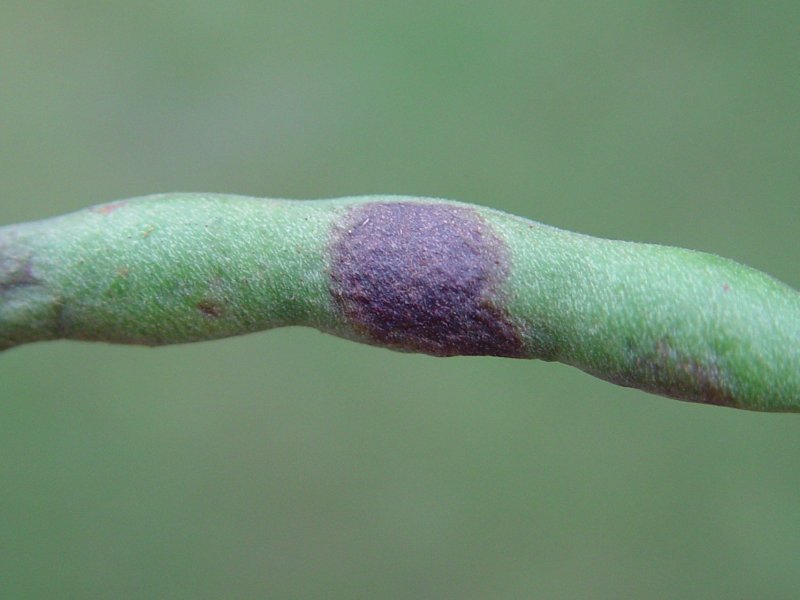 <b>Angular leafspots </b>on French bean pods.