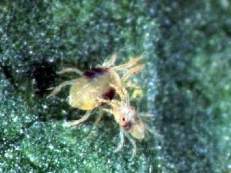 Two-spotted  spider mite , Tetranychus urticae,