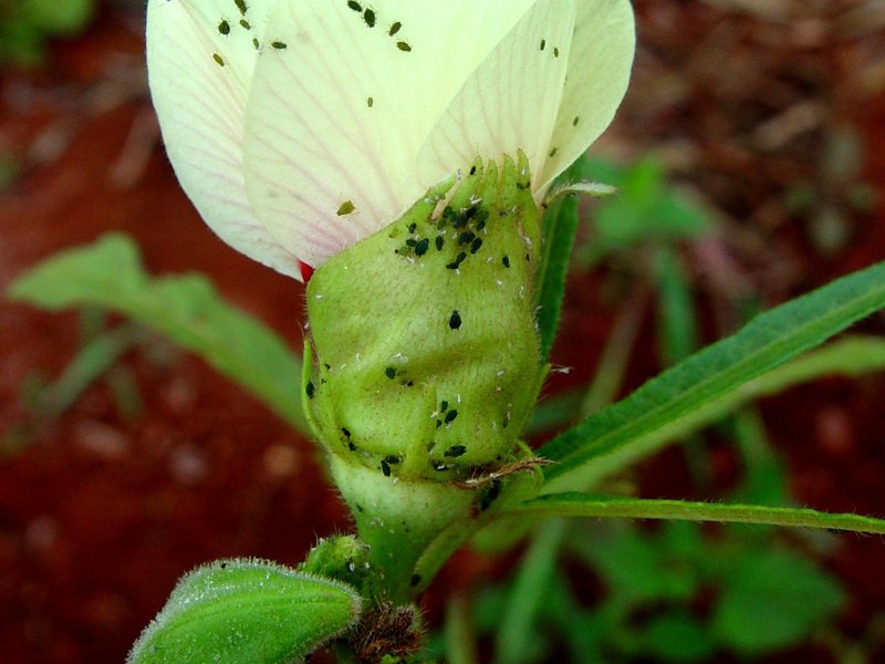 Cotton aphid (Aphis gossypii) on Okra flower