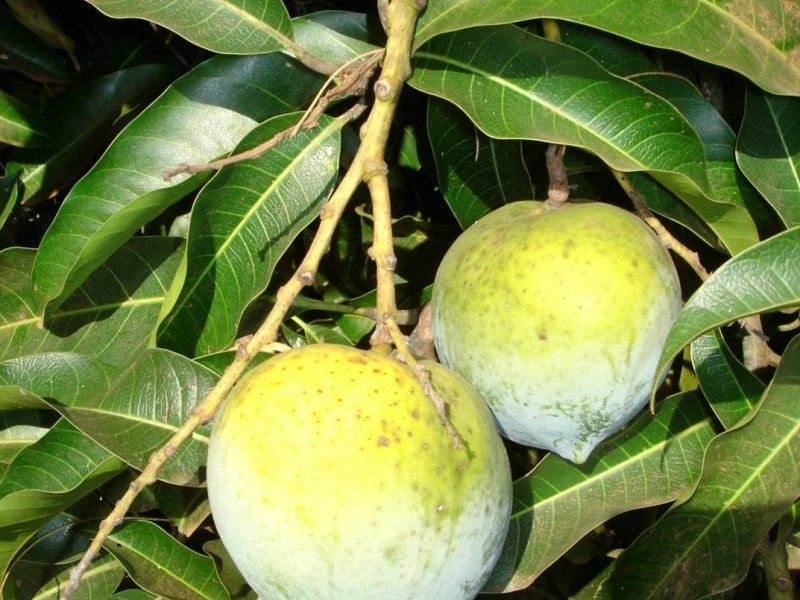 © Maundu, 2012