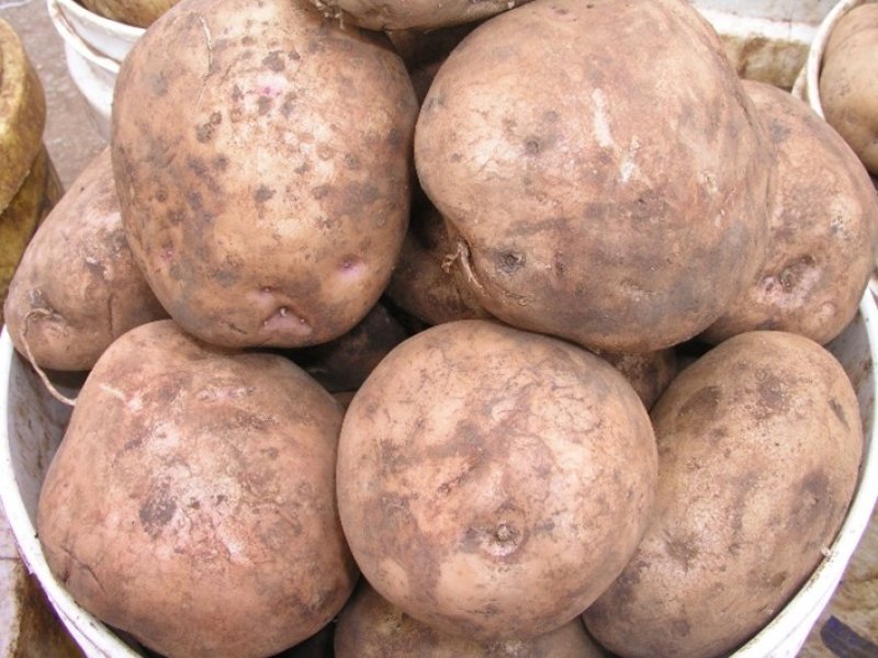 © Adeka et al., 2006