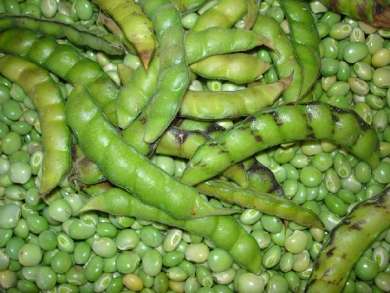 © Maundu, 2006