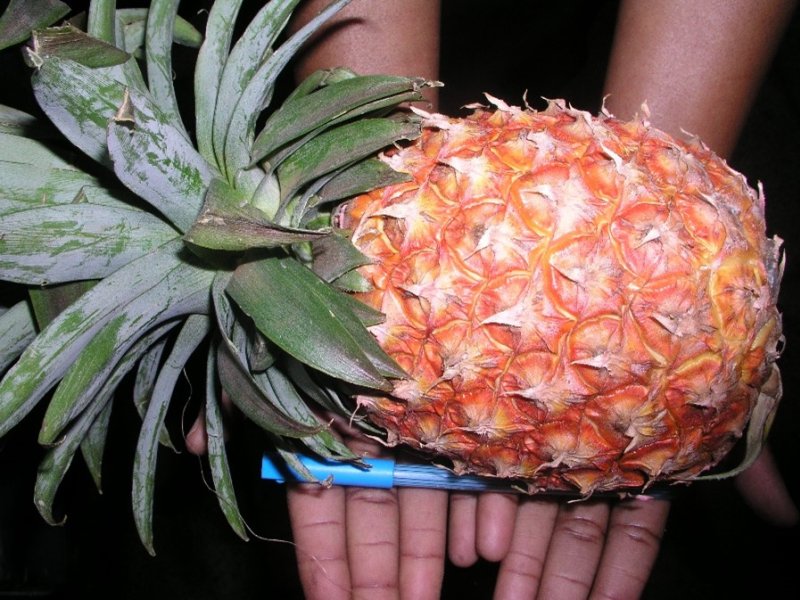 Ⓒ Adeka et al., 2005. Foods of Nairobi people