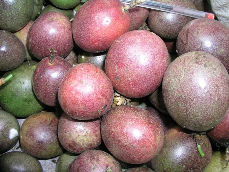 © Maundu, 2005