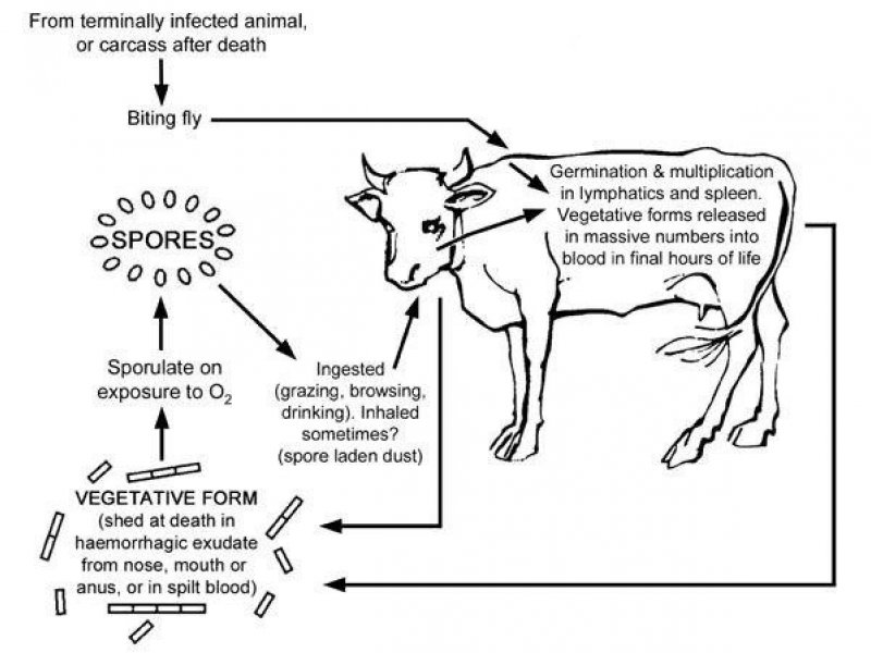 © Courtesy of CABI: Animal Health and Production Compendium, 2007 Edition.