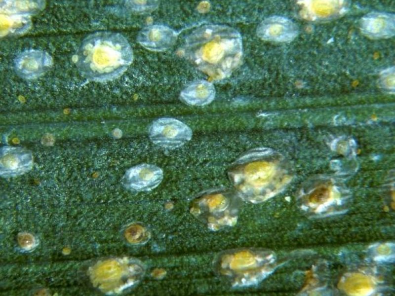 Ⓒ United States National Collection of Scale Insects Photographs Archive, USDA ARS, Bugwood.org